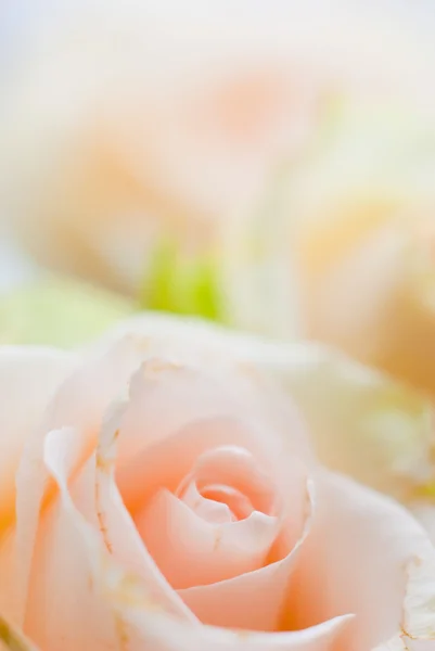 Róża z bliska — Zdjęcie stockowe