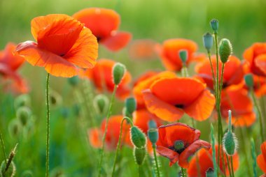 Poppy field in Crimea clipart