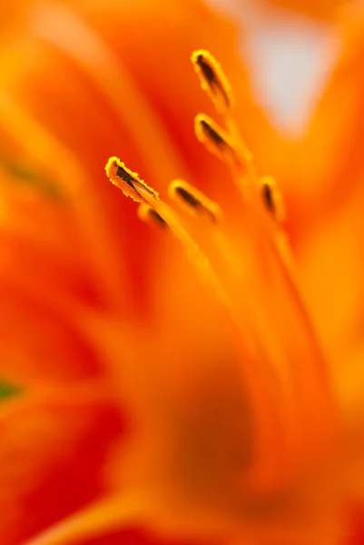 Lily macro — Stock Photo, Image