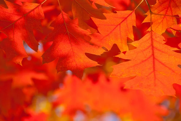 Red oak leaves close-up. — Stock Photo, Image