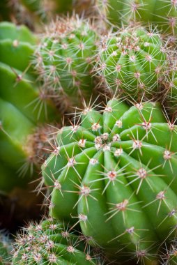 Macro image of cactus bush. clipart