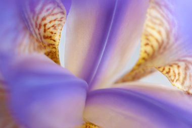 Iris macro clipart