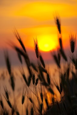 buğday büyük yaz günbatımı üzerinde
