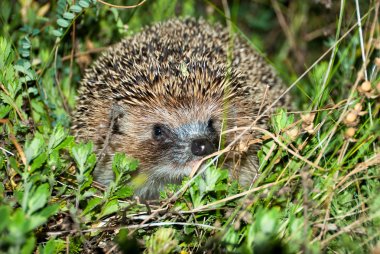 Hedgehog in a grass clipart