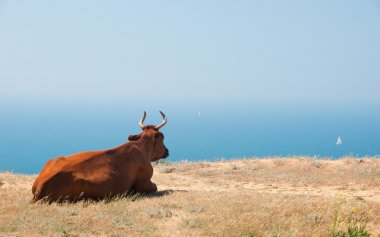 Cow lies on a seashore clipart