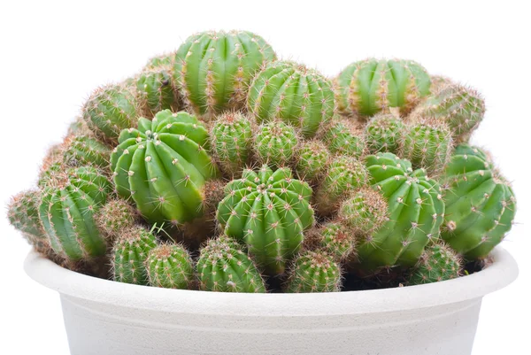 Cactus bush in a flowerpot — Stock Photo, Image