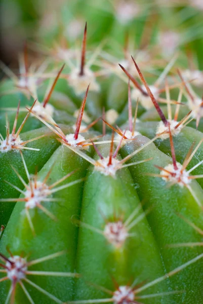 Macro foto van cactus bush. — Stockfoto