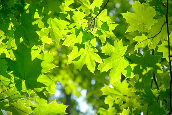 Świeży zielony klon liści — Zdjęcie stockowe