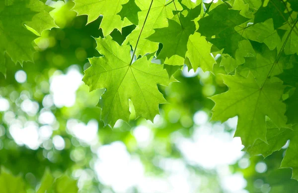 Fresh green maple leaves — Stock Photo, Image