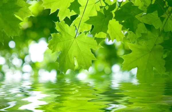 Čerstvé zelené Javorové listy — Stock fotografie