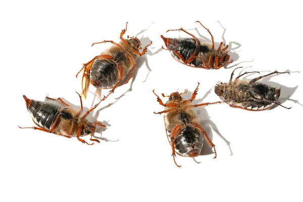 Cinco besouros mortos deitados de cabeça para baixo — Fotografia de Stock