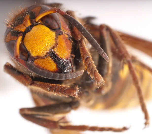 Макроизображение осы — стоковое фото