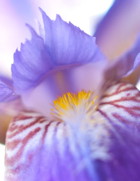 Iris makro — Stockfoto
