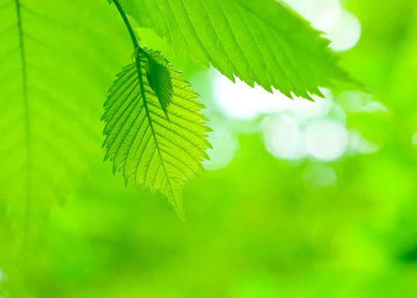 Frische grüne Ahornblätter — Stockfoto
