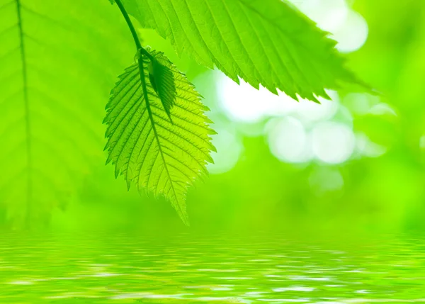 Fresh green maple leaves — Stock Photo, Image