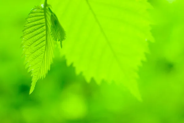 신선한 녹색 단풍 잎 — 스톡 사진