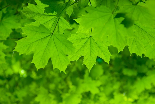Świeży zielony klon liści — Zdjęcie stockowe