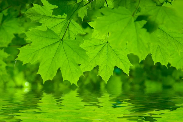 Čerstvé zelené Javorové listy — Stock fotografie