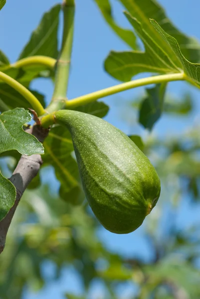 Green fig on a tree — Stock Photo, Image
