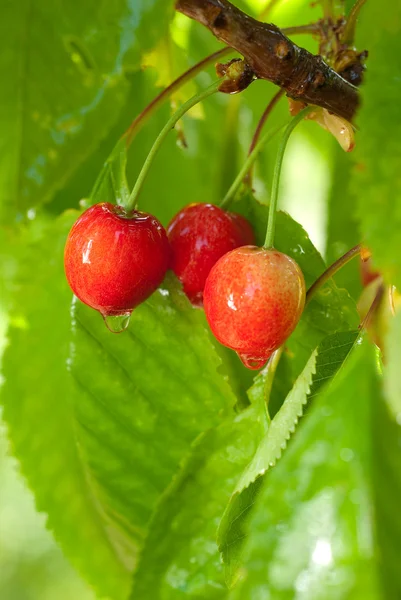Cherries on a tree with water-drops — Stock Photo, Image