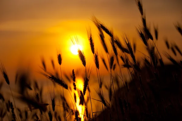 Tarwe op een geweldige zomer zonsondergang — Stockfoto