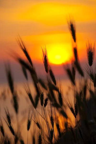 Trigo en una gran puesta de sol de verano — Foto de Stock