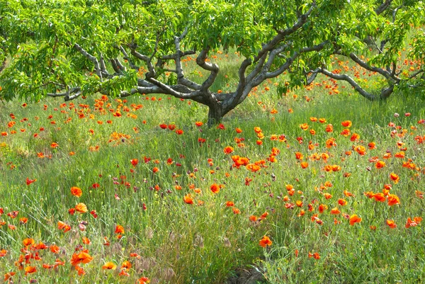 Meruňkový zahrada s máky — Stock fotografie