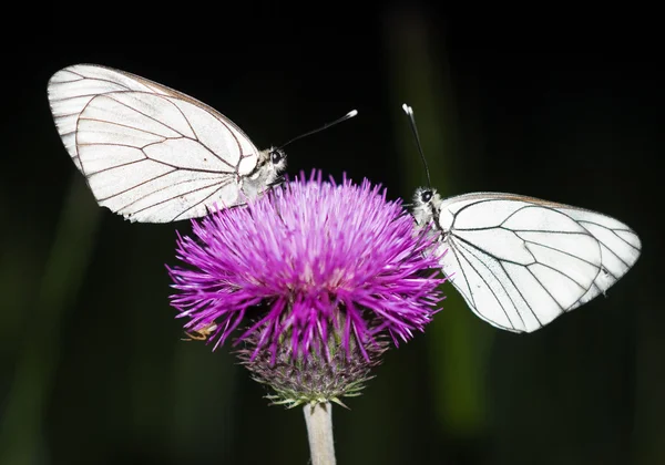 Две бабочки сидят на цветке — стоковое фото