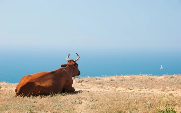 Krowy leży na brzegu morza — Zdjęcie stockowe