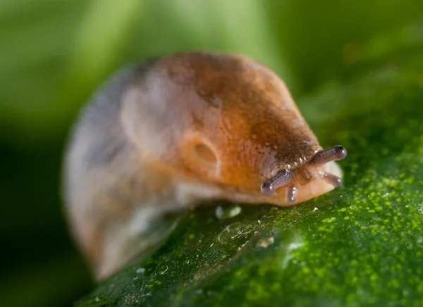 Slug creeps on a cucumber surface — Stock Photo, Image