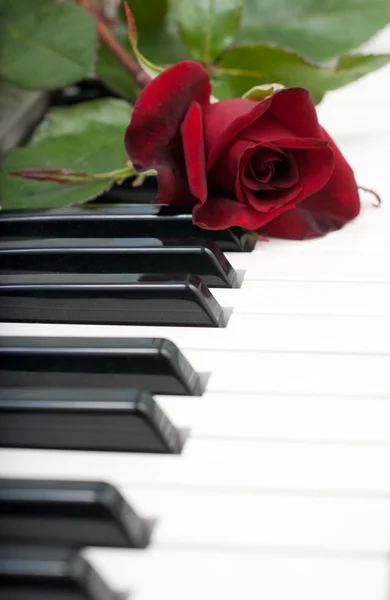 Röd ros ligger på piano — Stockfoto