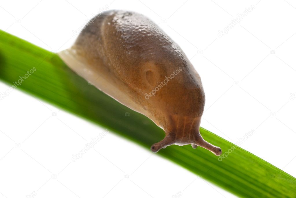 Slug creeps on a grass