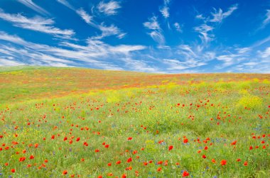 Meadow with poppies clipart