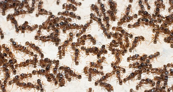 Muitas formigas em uma parede — Fotografia de Stock