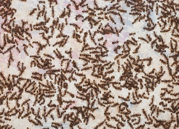 Lot of ants on a wall — Stock Photo, Image