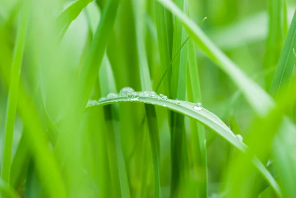 Gotas de rocío en una hierba verde — Foto de Stock