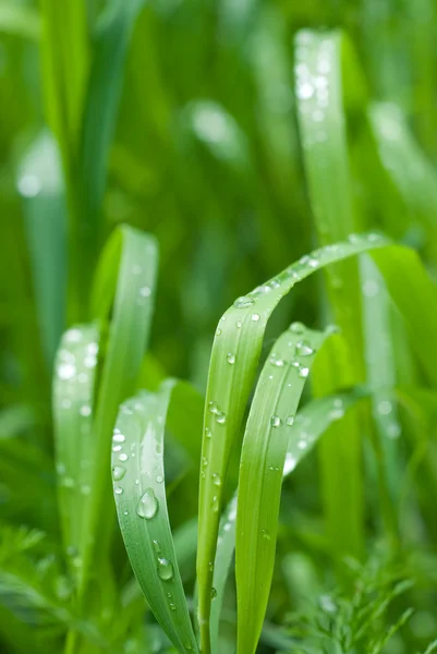 Gocce di rugiada su un'erba verde — Foto Stock