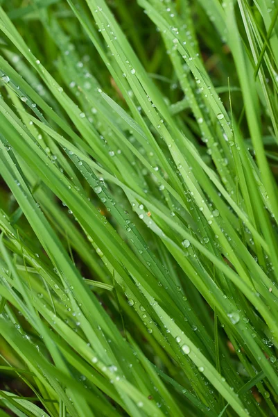 Dauw druppels op een groen gras — Stockfoto