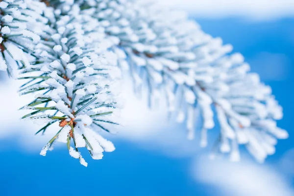 Dennentakken in de sneeuw — Stockfoto