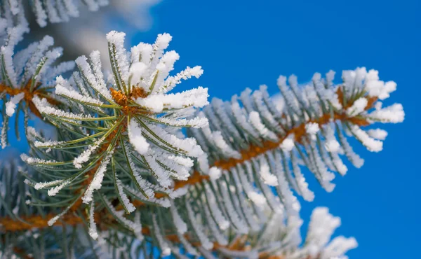 Соснові гілки на снігу — стокове фото