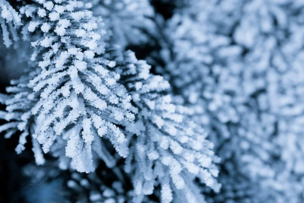 Frost on the spruce branches — Stock Photo, Image
