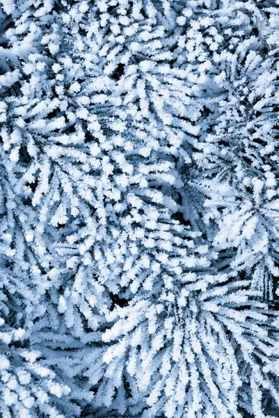 Мороз на еловых ветвях — стоковое фото