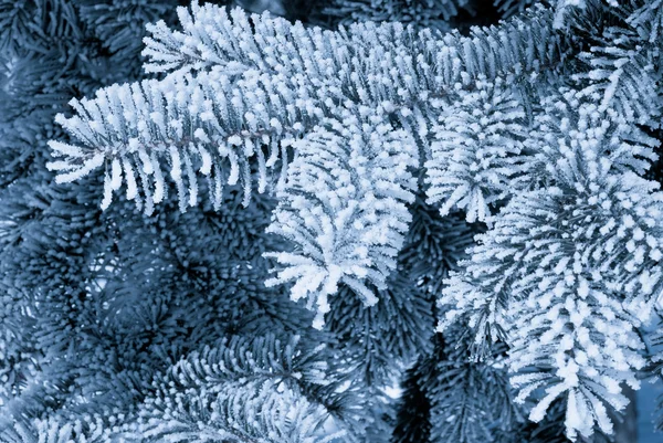 Frost on the spruce branches — Stock Photo, Image