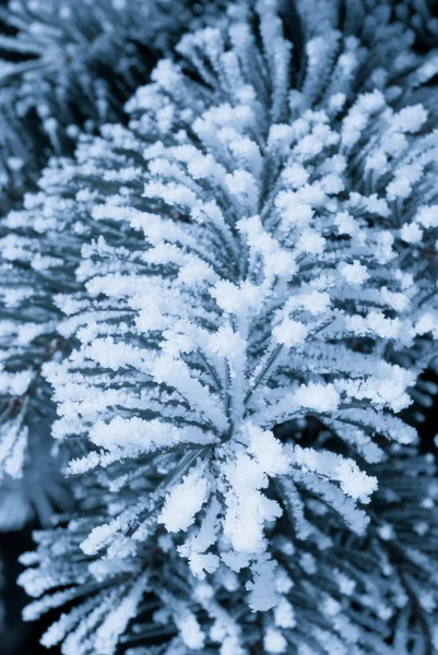 Frost auf den Fichtenzweigen — Stockfoto
