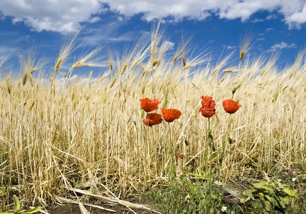Poppys buğday alanında — Stok fotoğraf