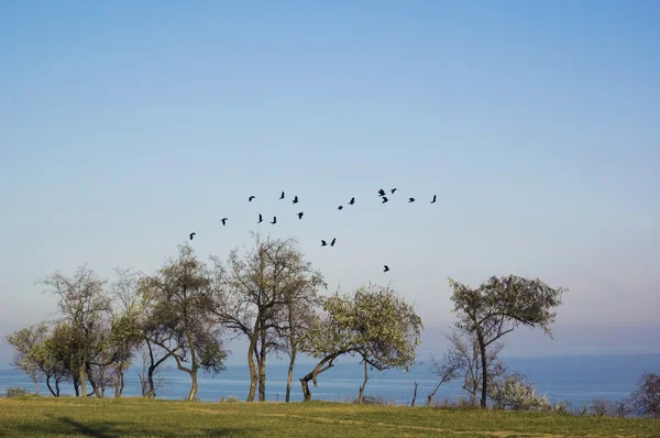 Stado ptaków nad drzewami — Zdjęcie stockowe