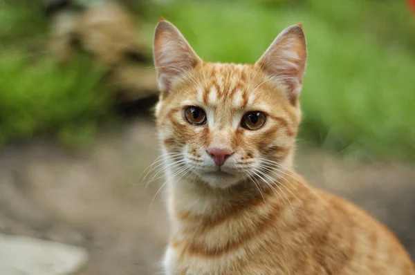 stock image The red cat