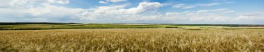 Panoramic view of wheat field clipart