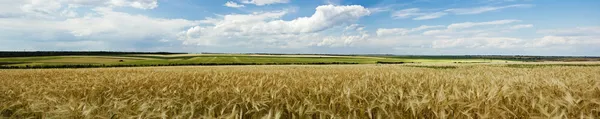 Panoramautsikt över vete fält Stockfoto