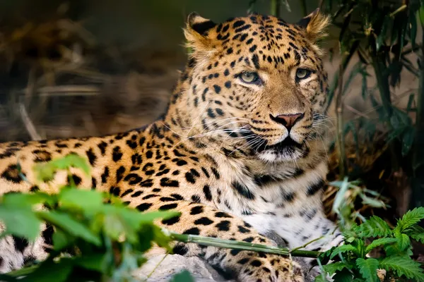 Leopardo descansando no chão — Fotografia de Stock